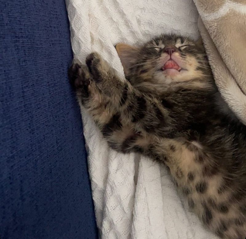 sleeping happy kitten