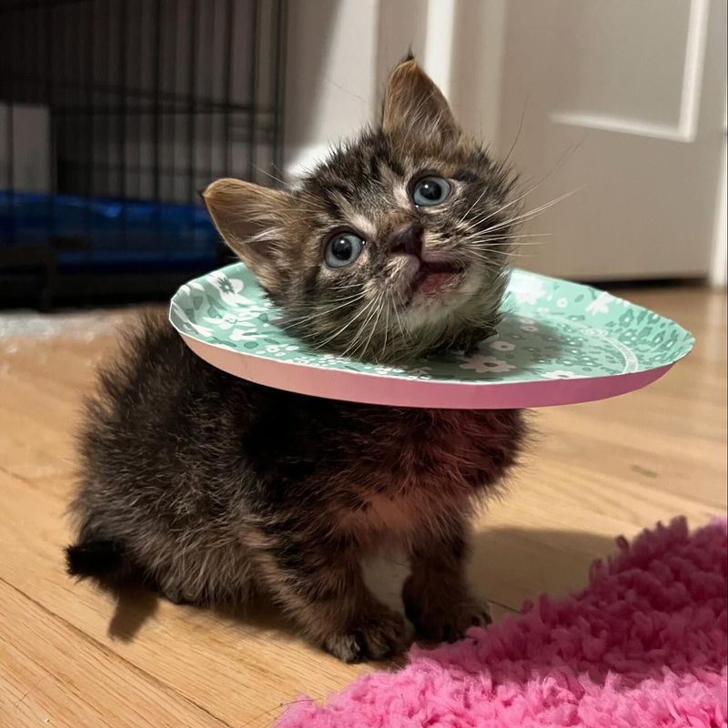 kitten plate cone