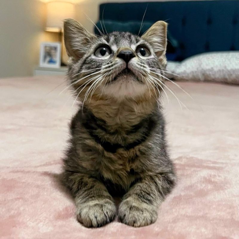 tabby kitten cute