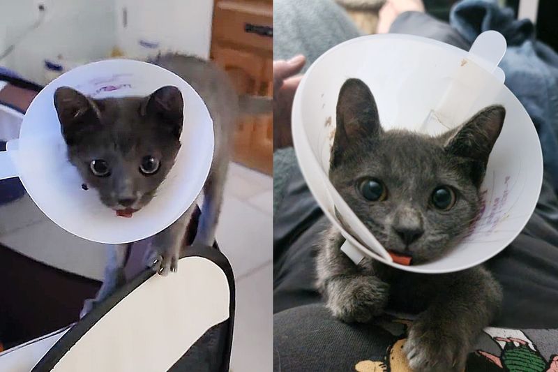 kitten cone explorer