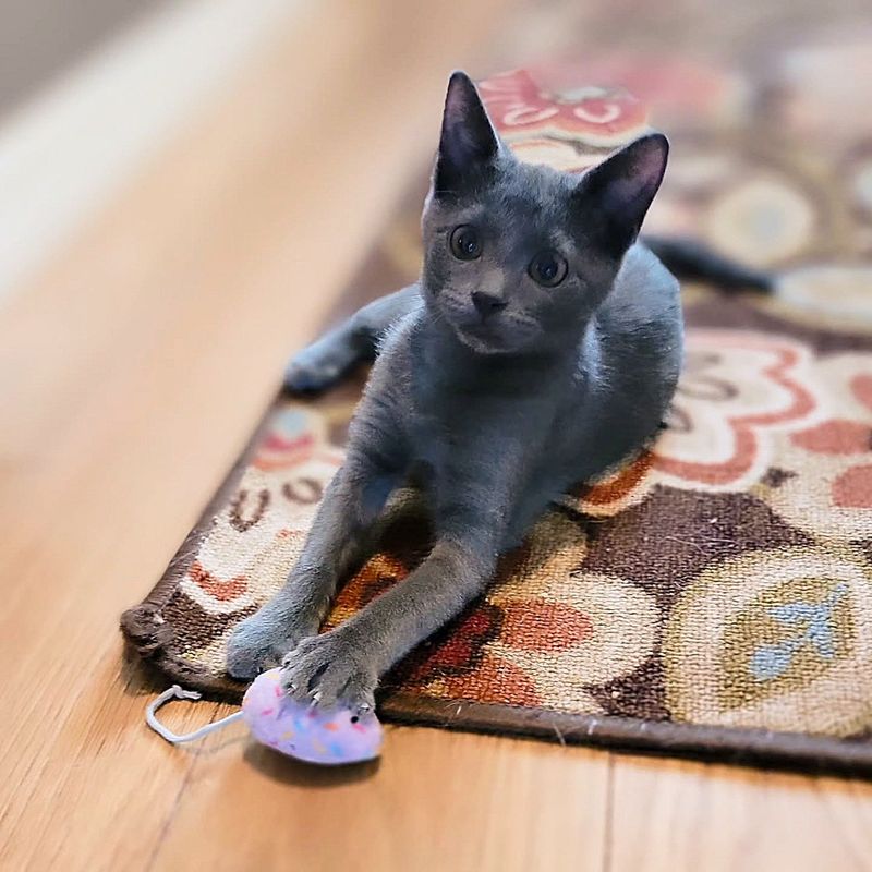 playful kitten mouse toy