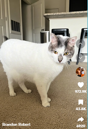 a screenshot of Rado's "imposter"