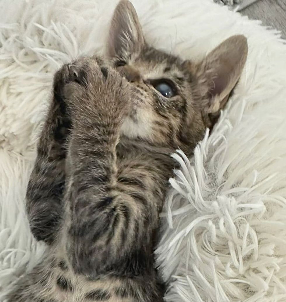 tabby kitten playing