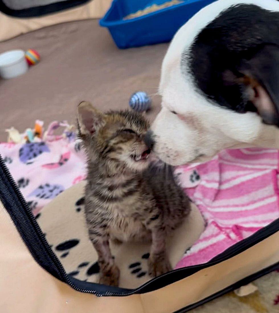 kitten dog sniffing nose