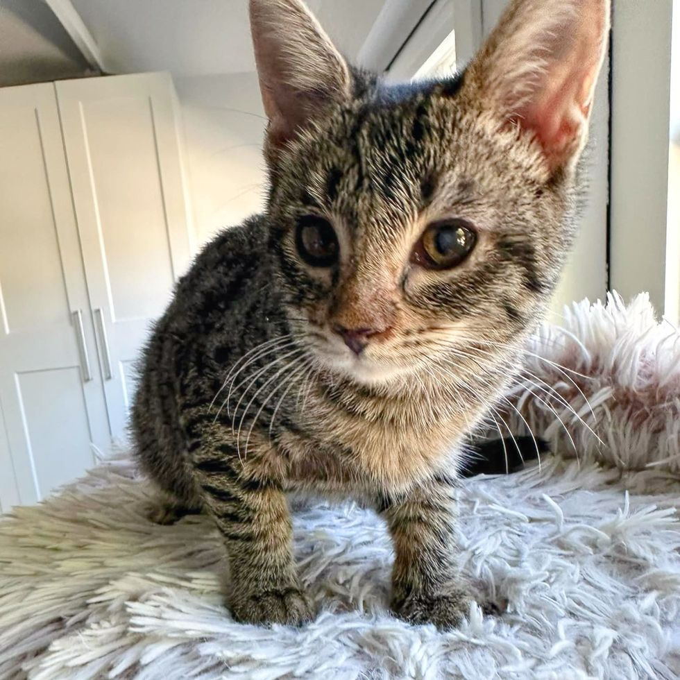 kitten's tabby eyes