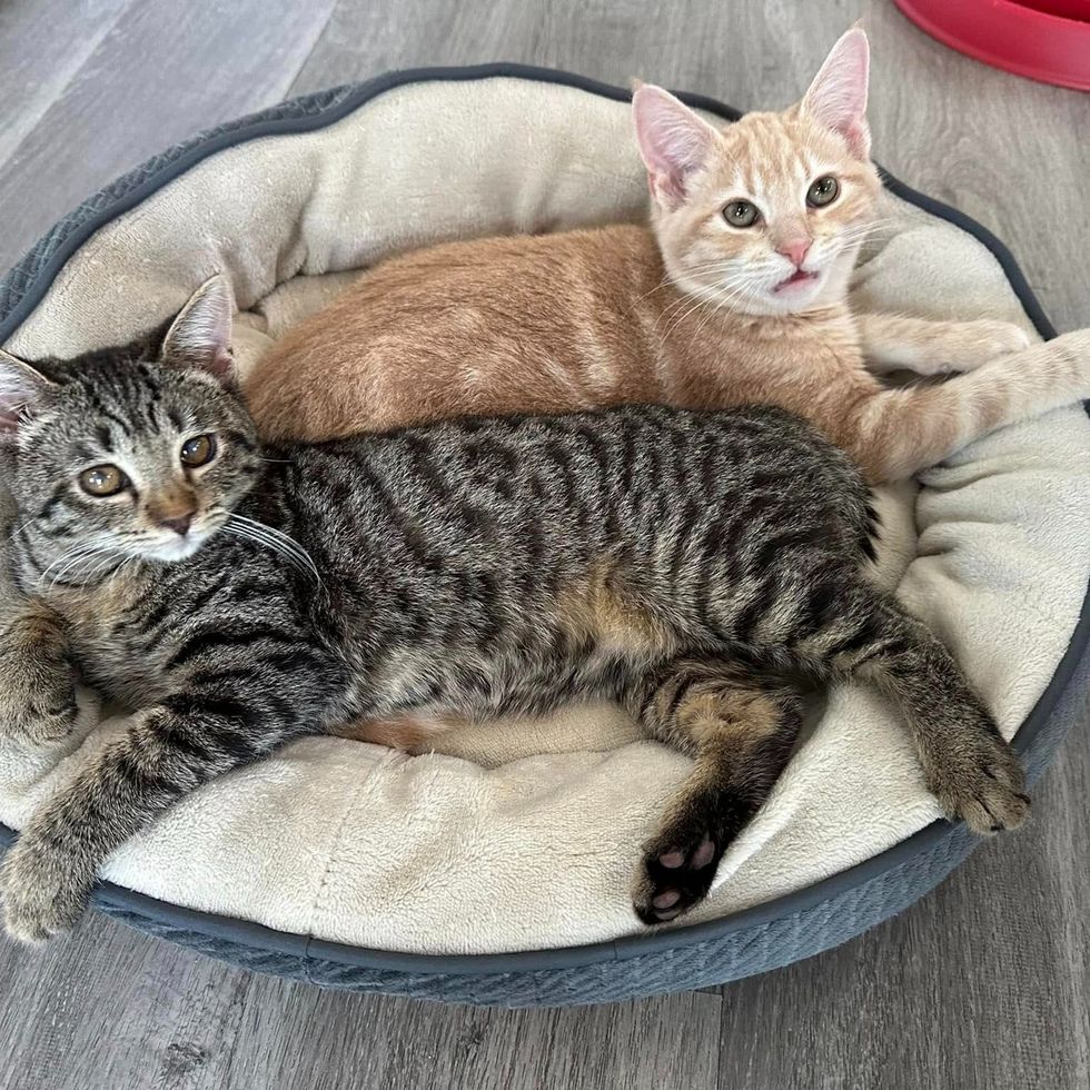 Perfect cat friend bed