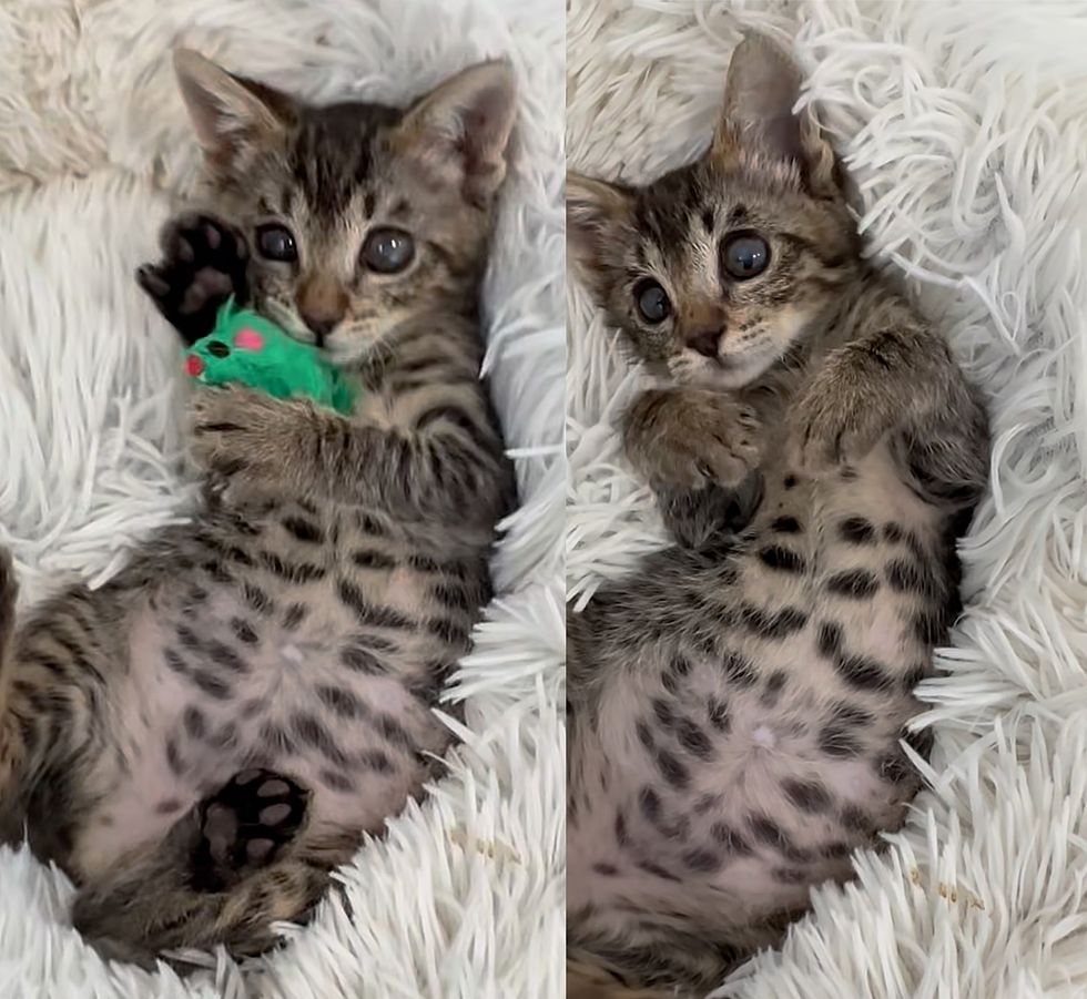 tabby kitten belly