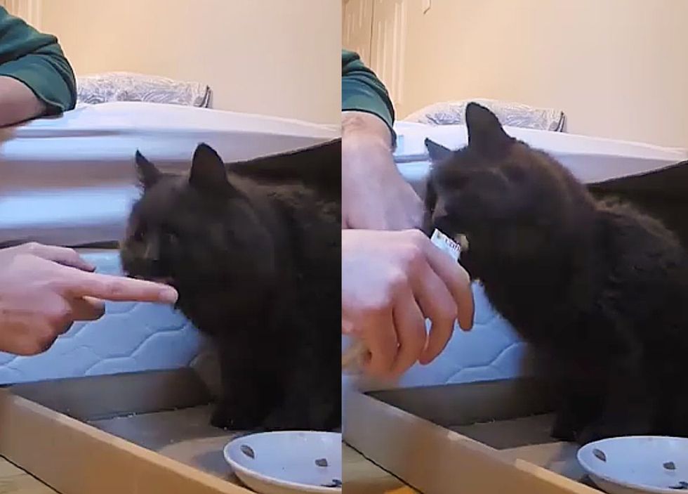 cat learns trust