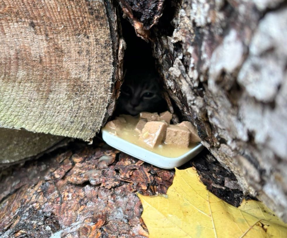 kitten hiding logs