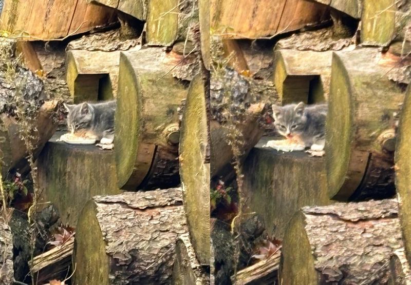 stray kitten logs