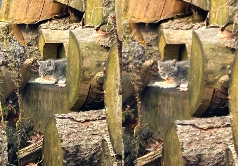 stray kitten logs