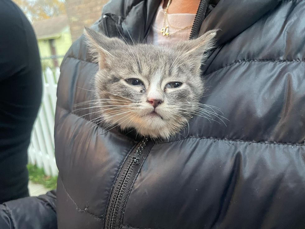 kitten tucked under jacket