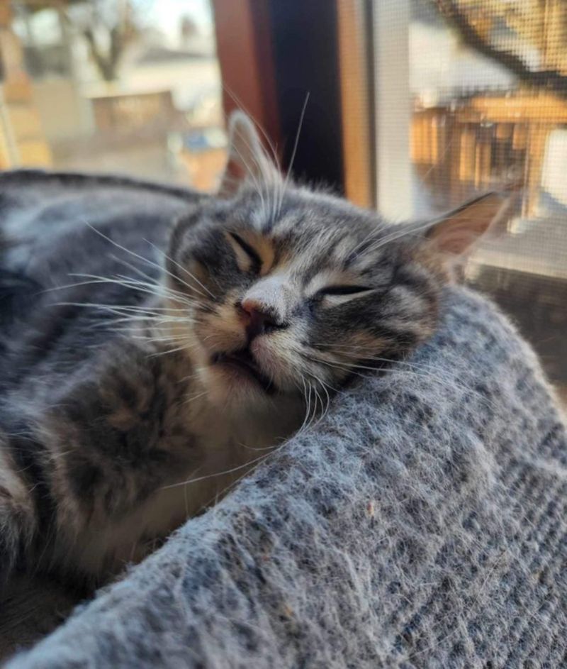 sleeping kitten happy