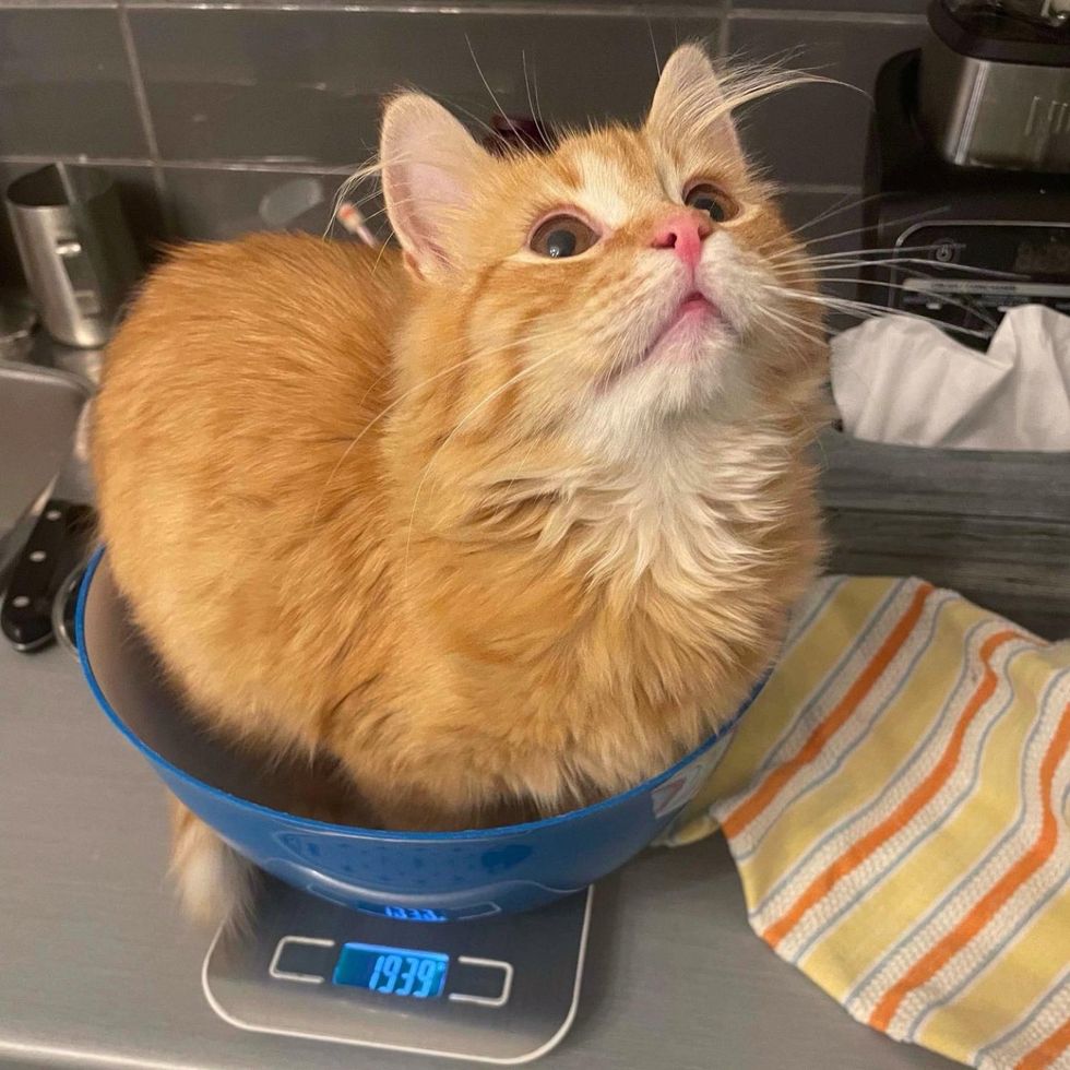 fluffy cat bowl