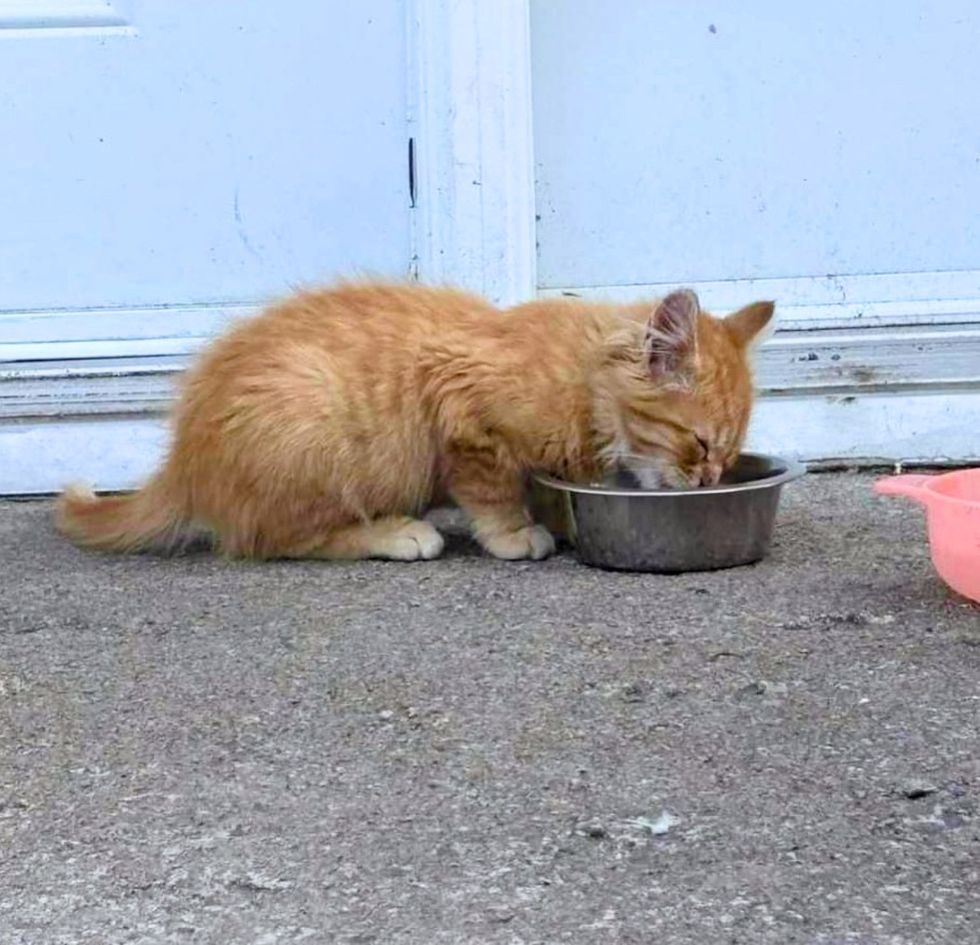 stray kitten eating