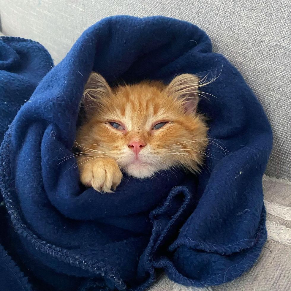 ginger kitten purrito