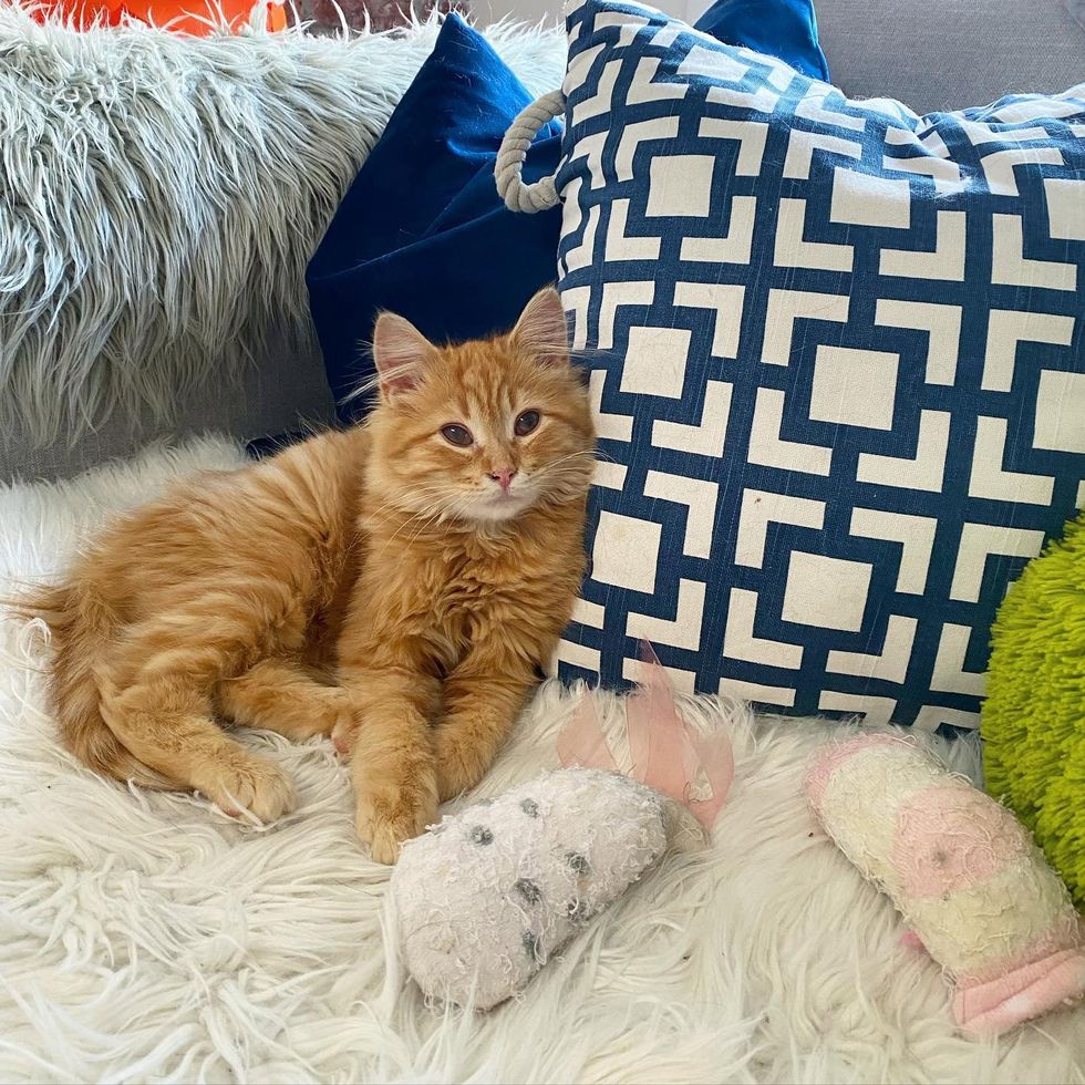 fluffy ginger kitten