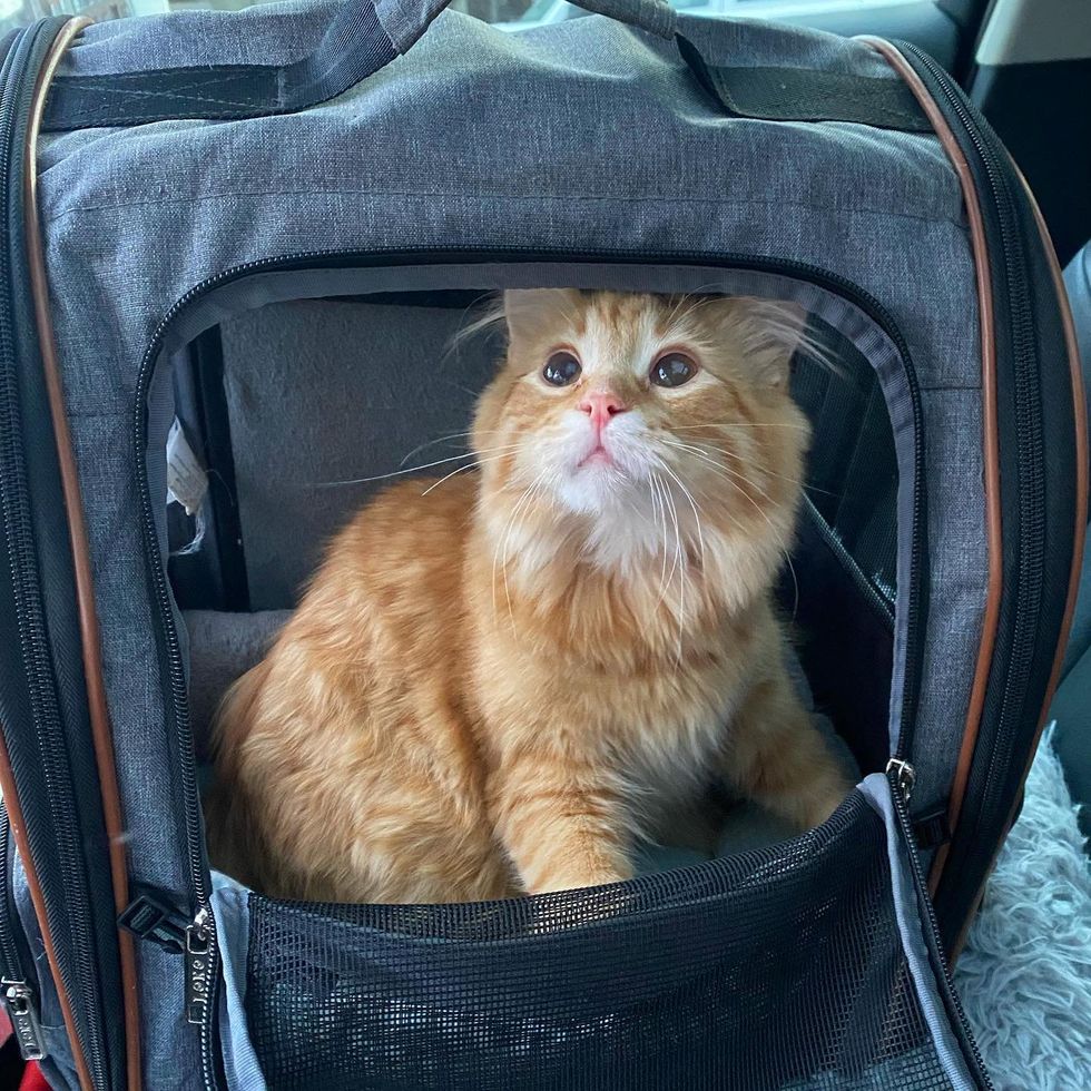 fluffy ginger cat