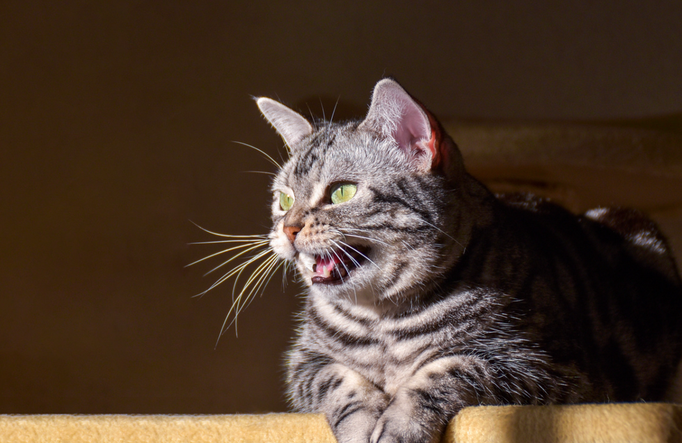 Why do cats make that weird 'ekekek' noise? 5 reasons behind the odd feline quirk.