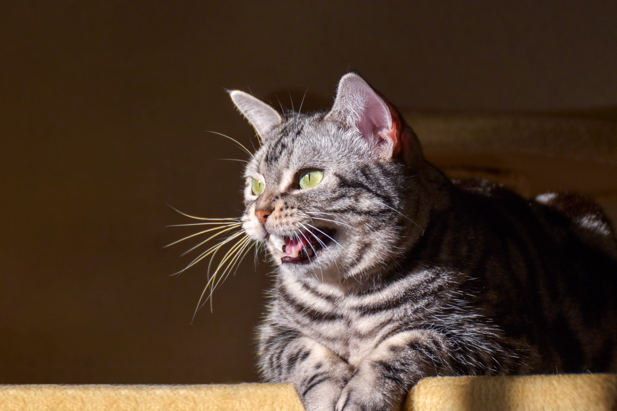 cats, cat noises, what different cat sounds mean