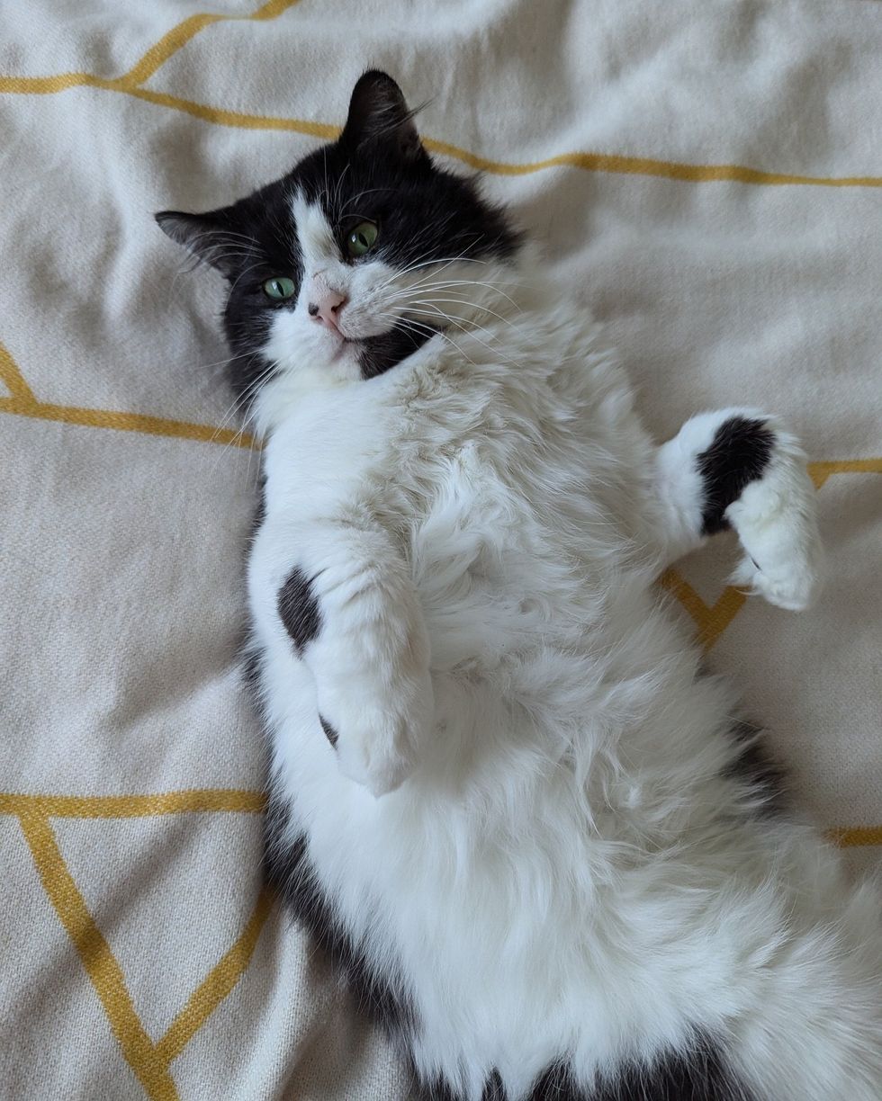 fluffy lounging cat