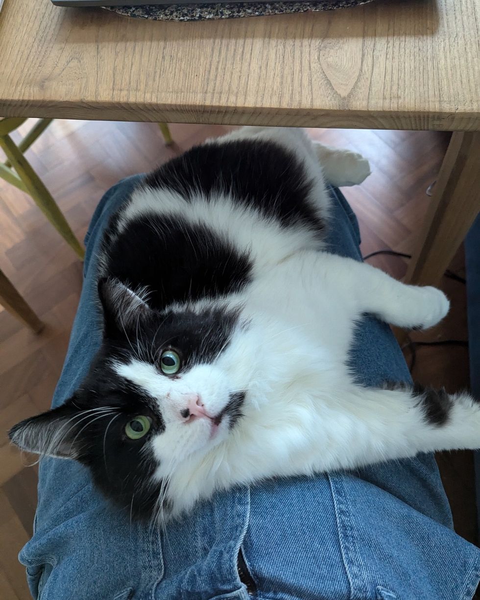 fluffy lap cat