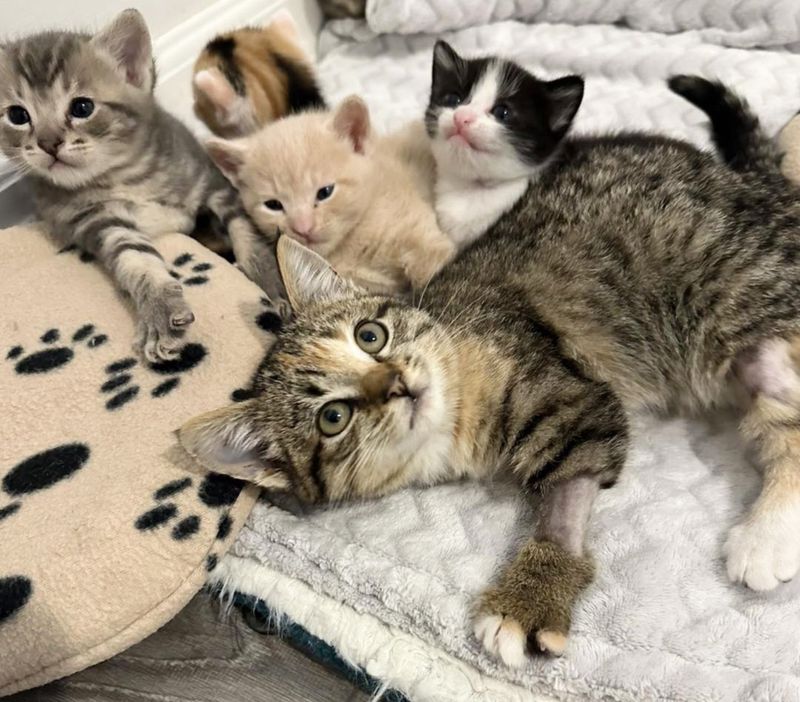 kittens friends snuggles