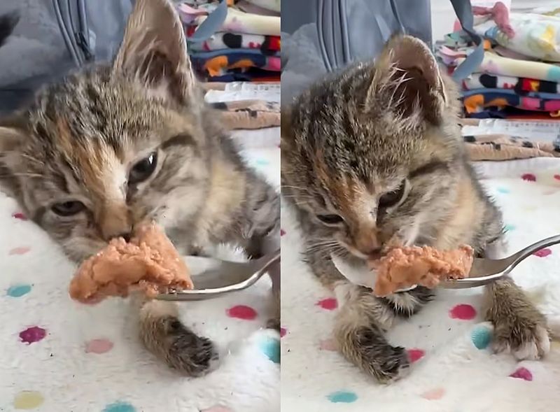 hungry kitten strong willed