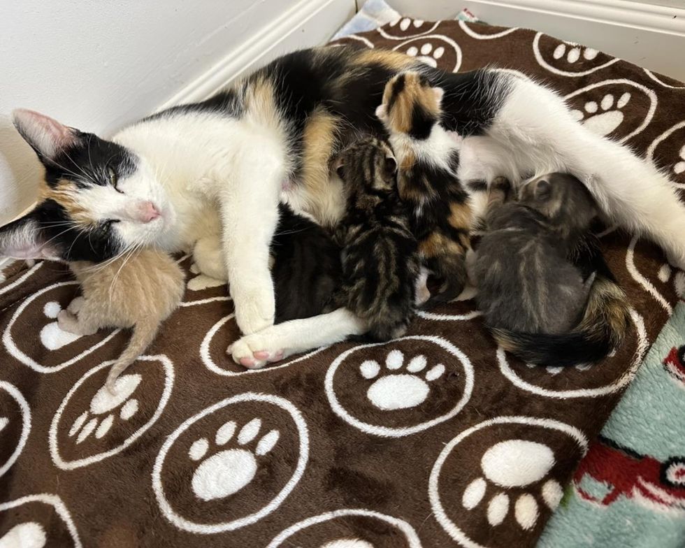 cat mom nursing kittens