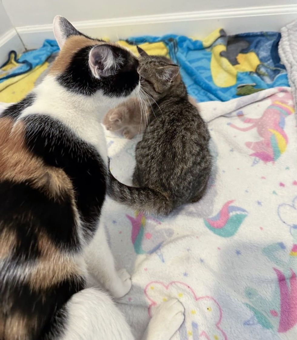 calico cat adopts kitten