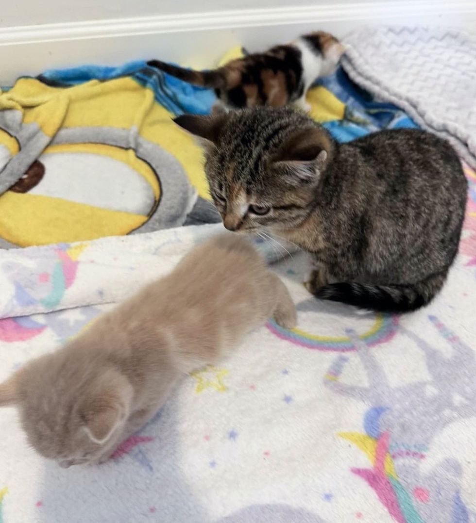 kittens watching playing