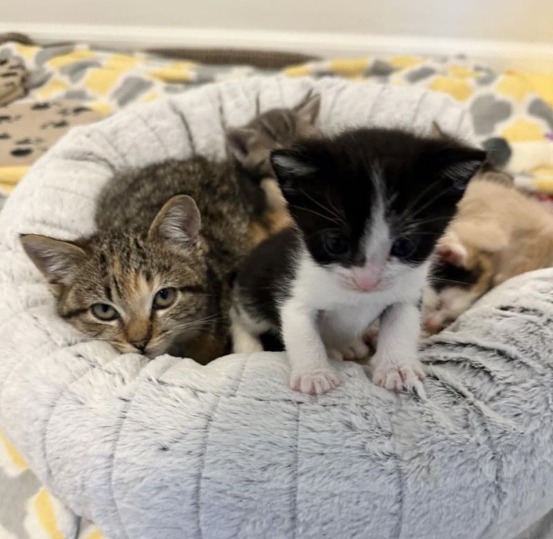 kittens sharing bed