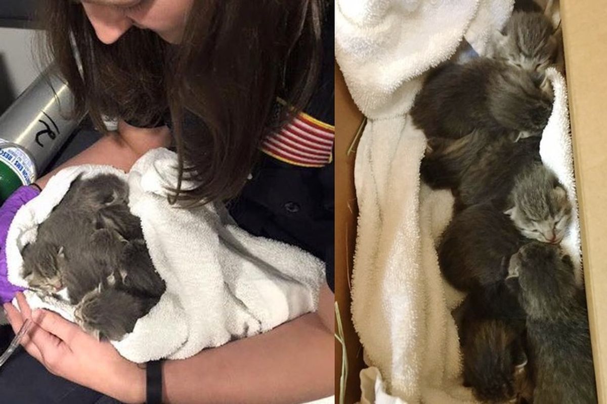 7 Kittens Rescued from Building During Fire Drill