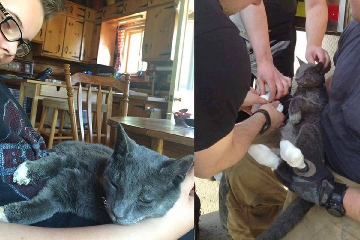 Cat Survives Fort McMurray Wildfire by Hiding Inside Stove