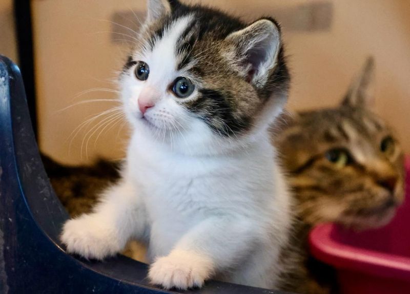 kitten round face