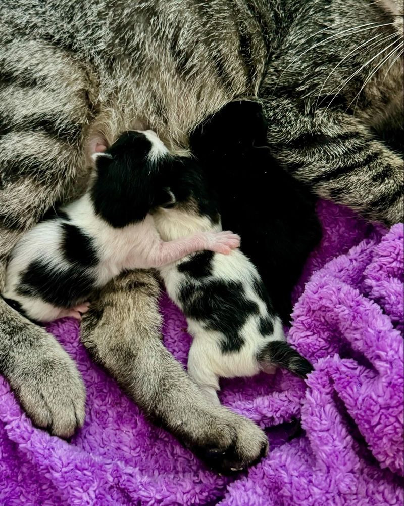 newborn kittens nursing snuggling