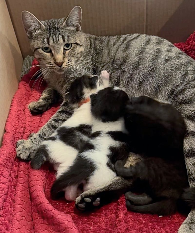 sweet cat nursing kittens