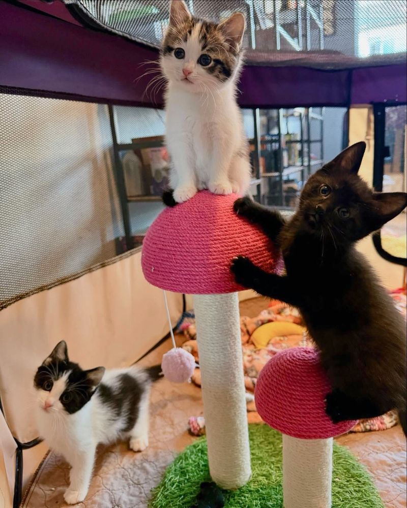 playful kittens climbing