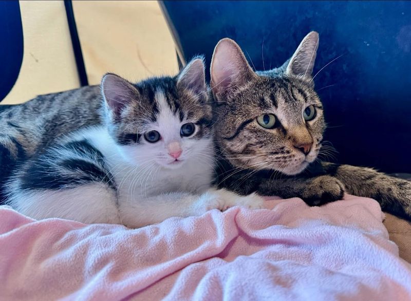 kitten snuggling cat mom