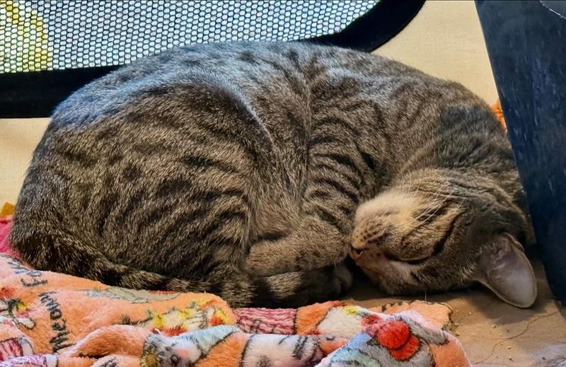 tabby cat sleeping