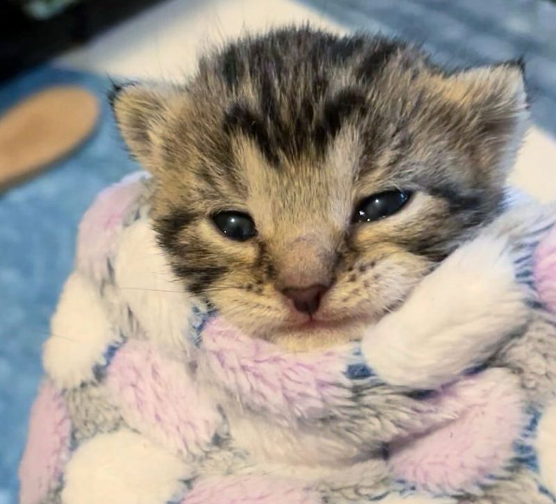 kitten purrito snuggles