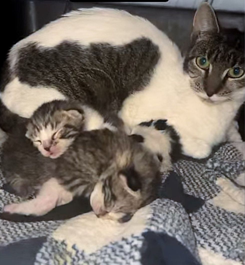 stray cat newborn kittens