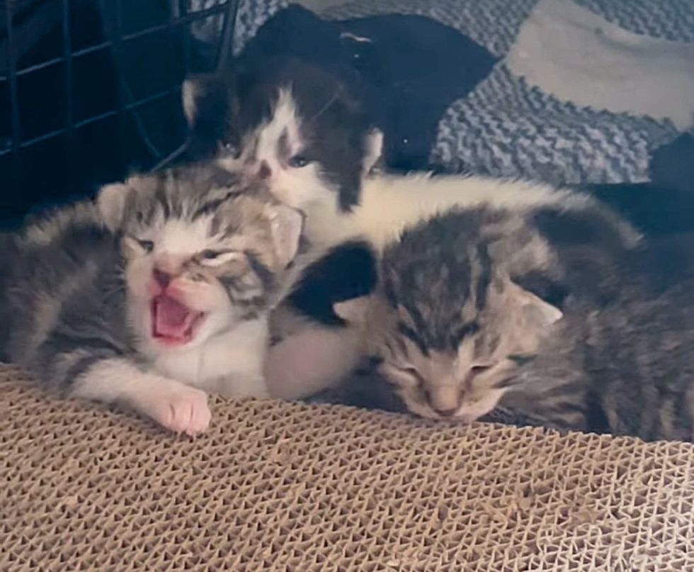 tiny kittens hissing