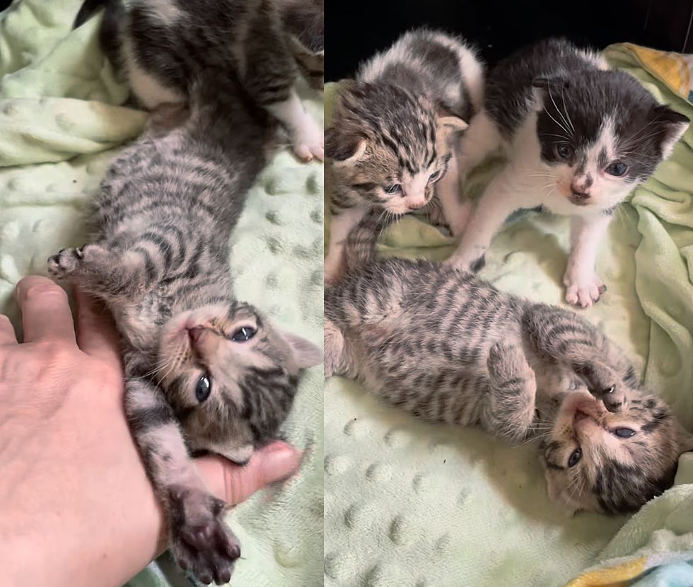 kittens stretching happy