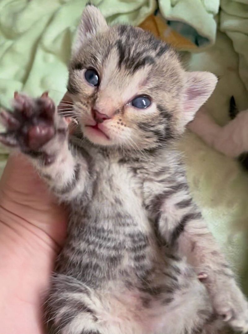 tabby kitten paw