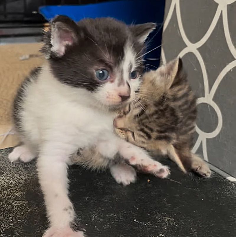 kittens play fighting