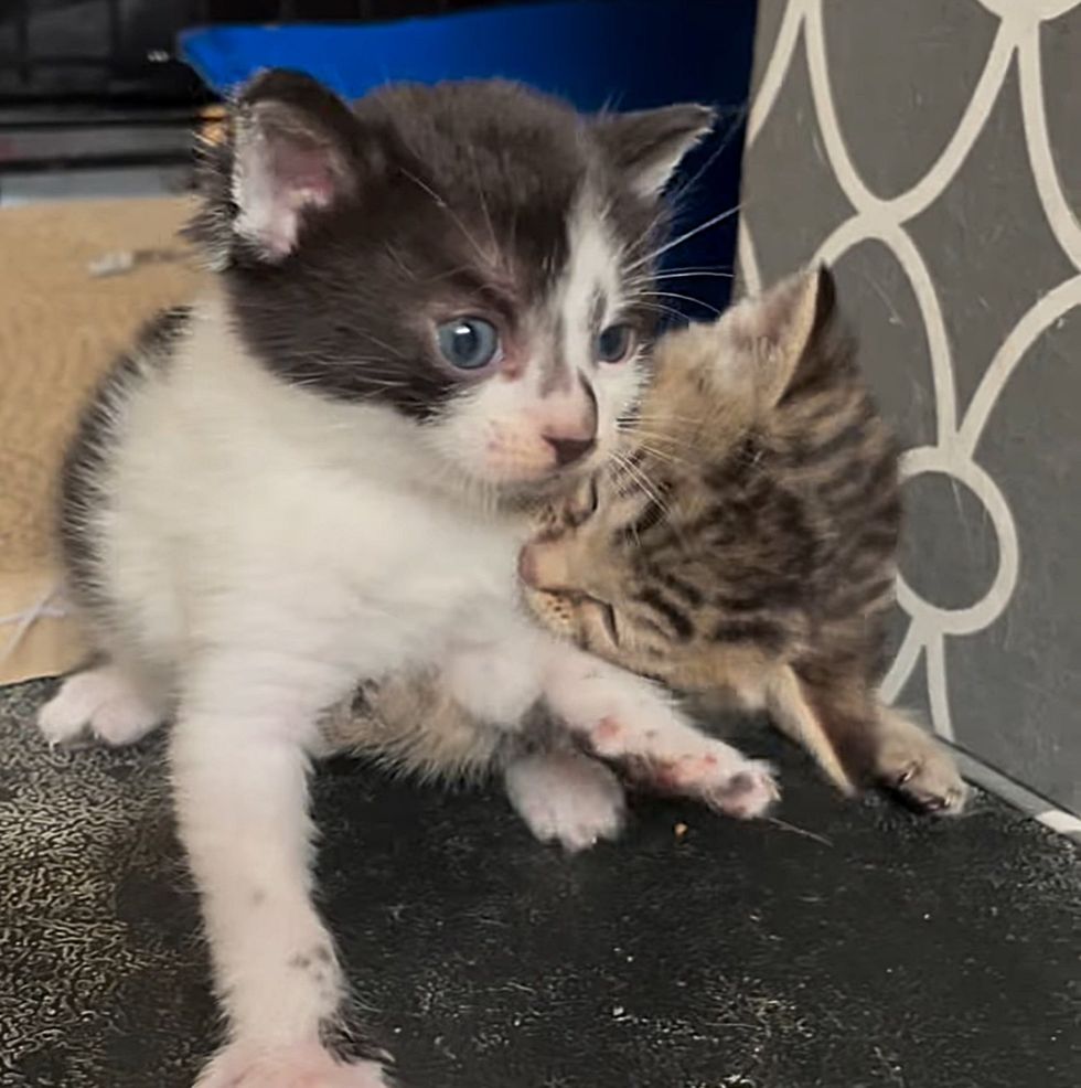 kittens play fighting