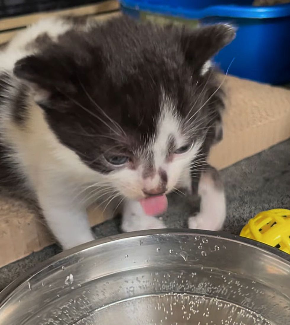 tuxedo kitten drinking