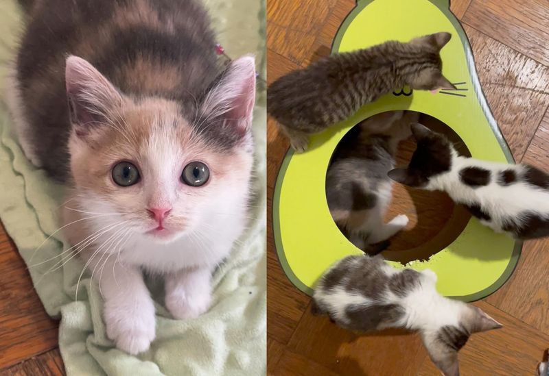 calico kitten friends