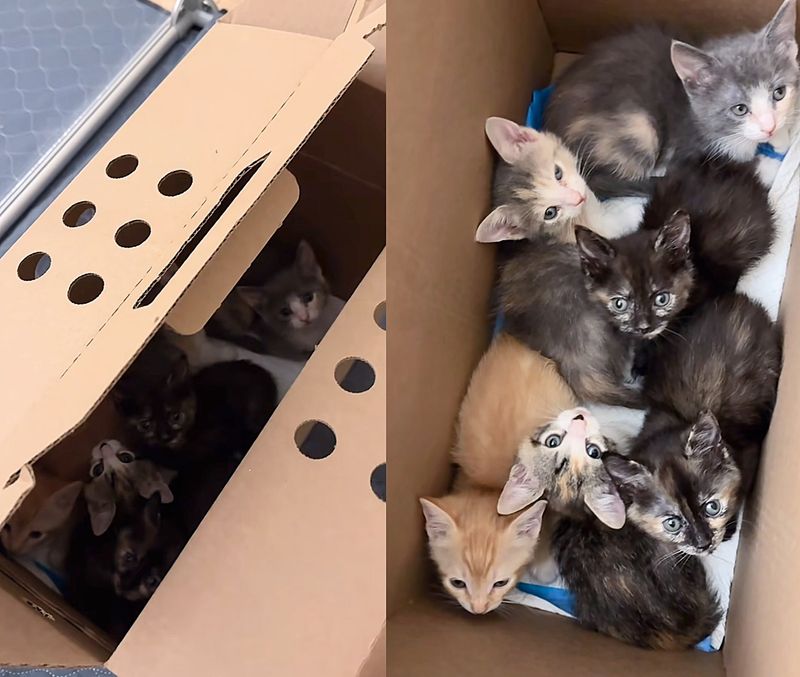 box kittens rescued